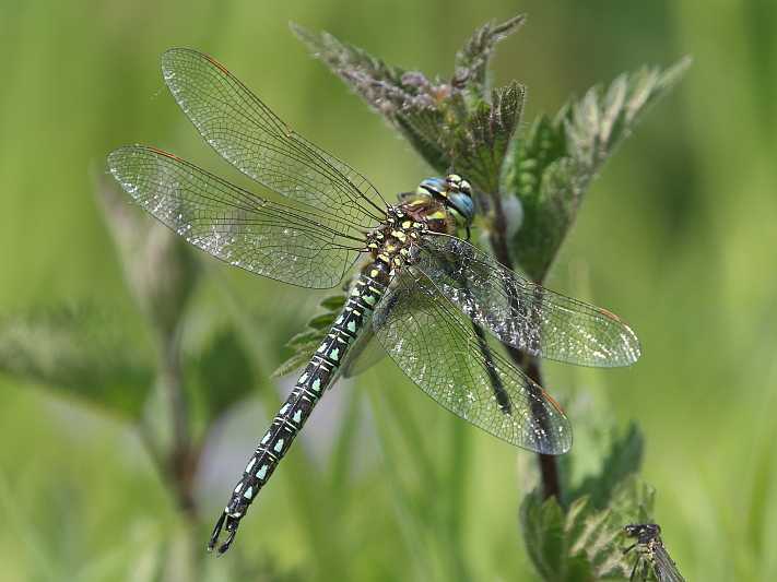 J18_0301 Brachytron pratense male.JPG